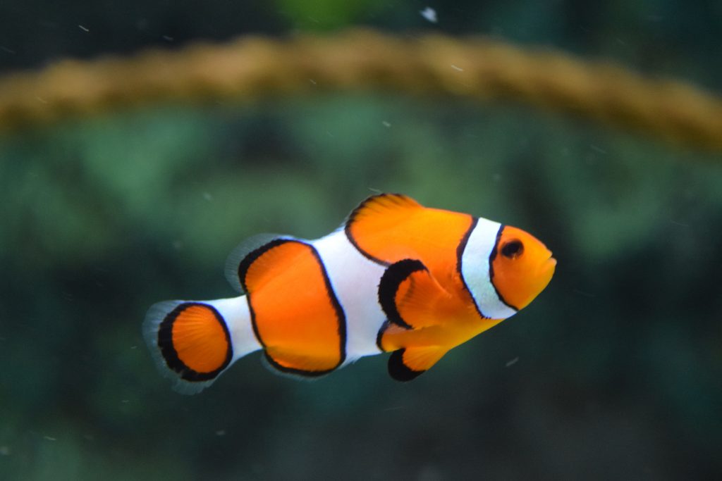 Clownfisch im Aquarium
